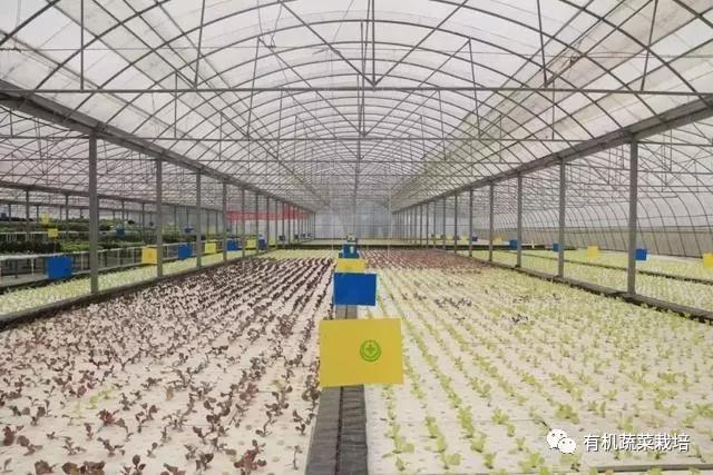 水培蔬菜种植的基础知识,水培蔬菜家庭版水培生菜