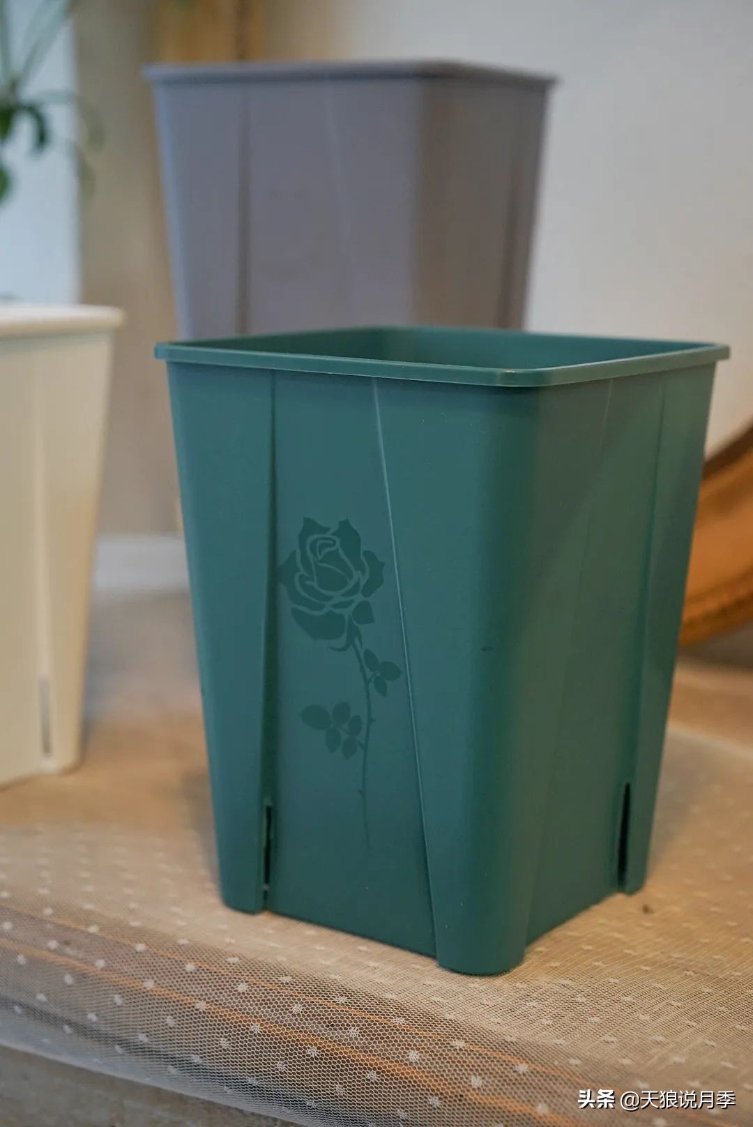 优雅女士月季花,奇葩月季品种图片