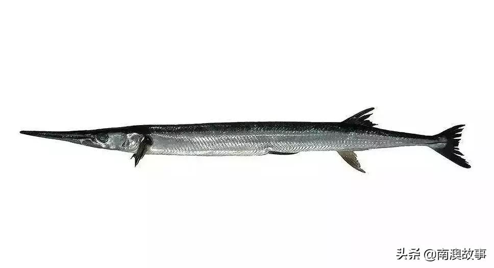 南澳渔民出海最常见的50种海鱼，都吃过，你就能退休了！