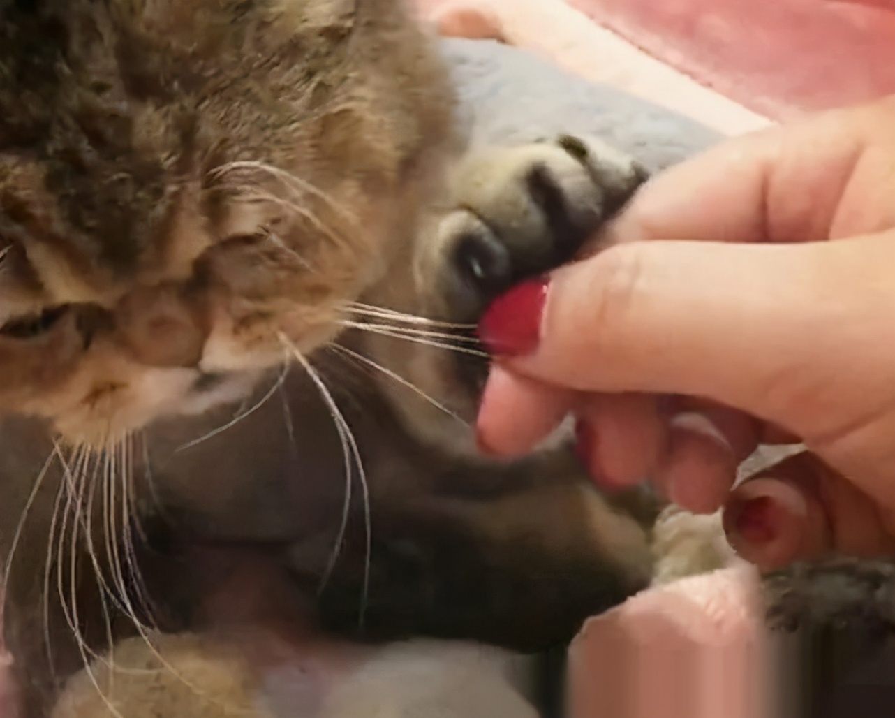 在猫咪眼中吃重要还是玩重要,在猫咪眼里人类有哪些迷惑行为