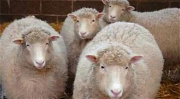 克隆羊以后还有克隆吗,你知道克隆羊为什么只活了三年吗
