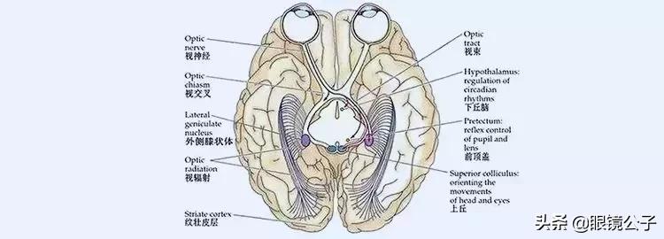 儿童弱视0.5-0.6是什么程度,6岁弱视可以治愈吗