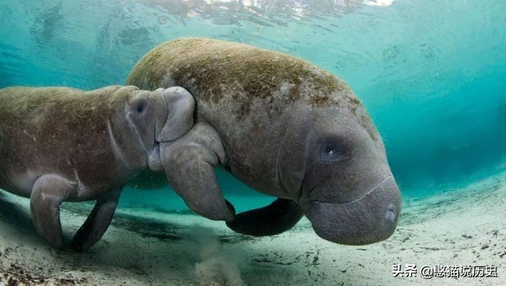 海里的哺乳动物是如何喂奶,海洋哺乳动物是怎么呼吸的