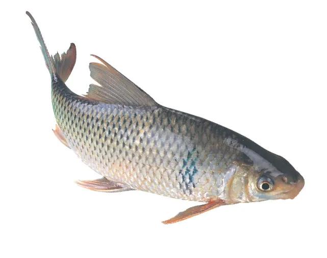 石鲮鱼怎么钓,钓鲮鱼几号钩