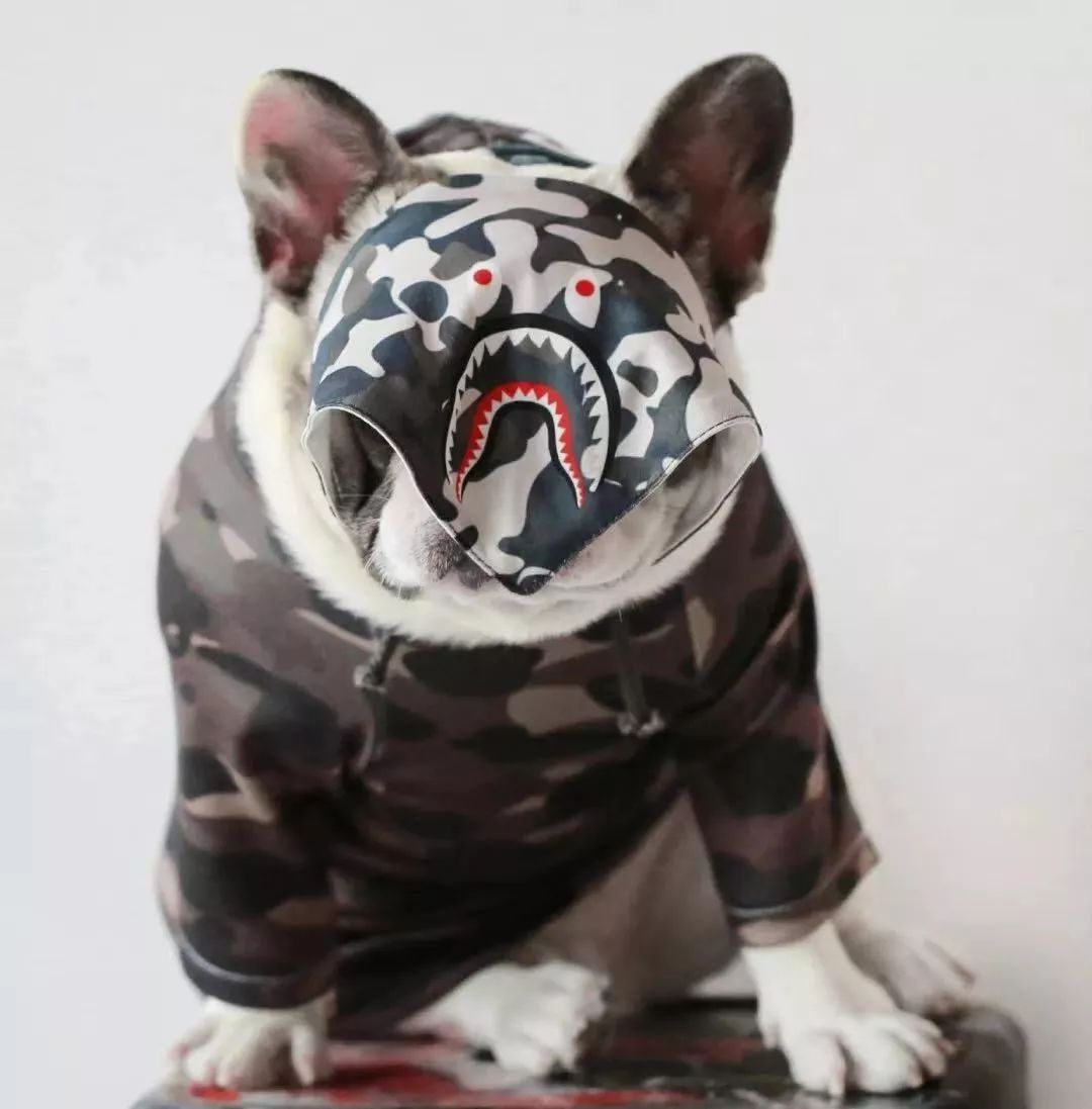 金链子狗潮牌,潮牌boy金链子