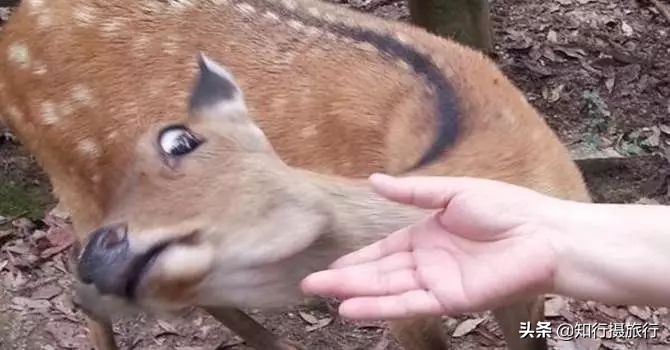日本“神兽”不只有奈良鹿，日本网红动物主题旅行攻略