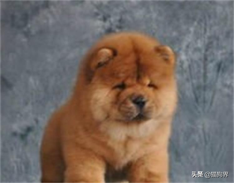 松狮犬断奶后喂多少狗粮,刚刚断奶狗不吃东西没精神怎么办