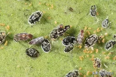 柑橘叶片有黄色虫卵,柑橘叶有虫子