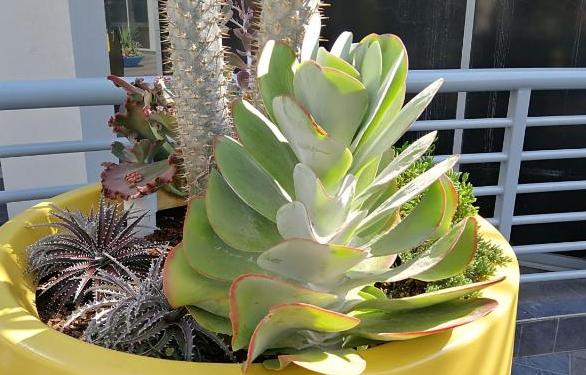 多肉根部没法全部埋进土里怎么办,多肉根部长了几个小肉肉如何养护