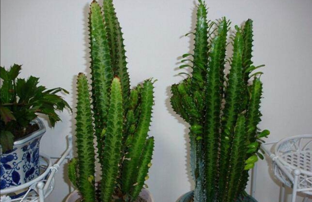 家里养量天尺的好处,量天尺适合什么季节养