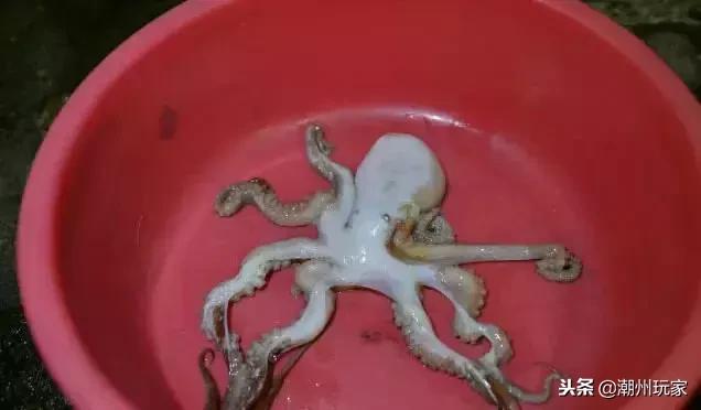 广州去南澳岛二天旅游攻略,潮州南澳岛三日旅游攻略