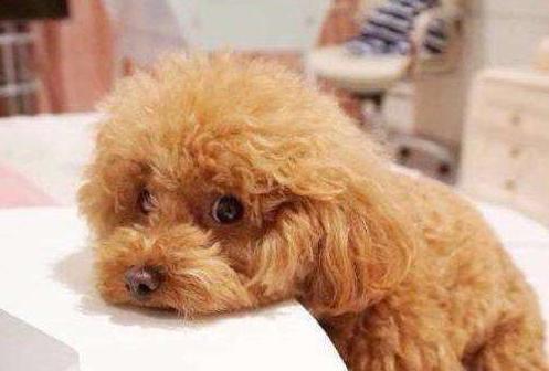 你对宠物做过的事情,你对狗狗做过的事情