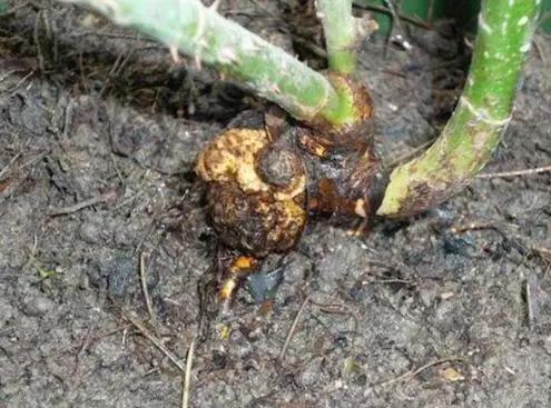 发现植物有烂根如何处理,发现植物有病害什么时候去治