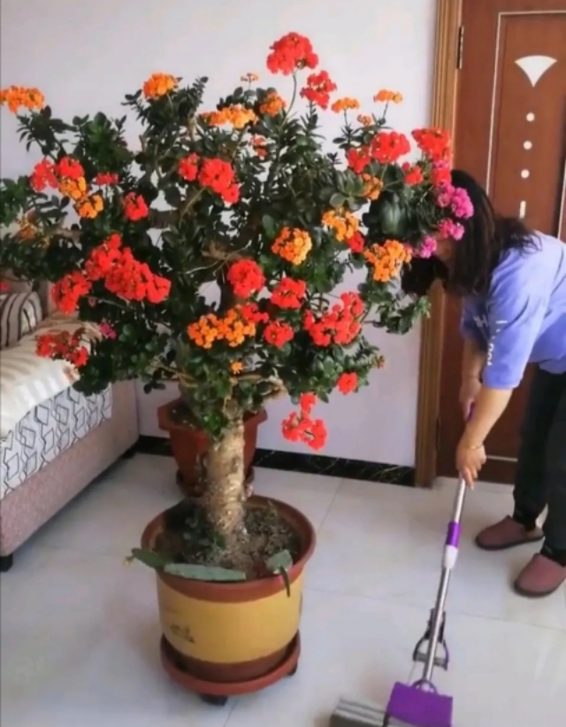 新家种什么盆栽净化空气,家里卧室适合养的盆栽