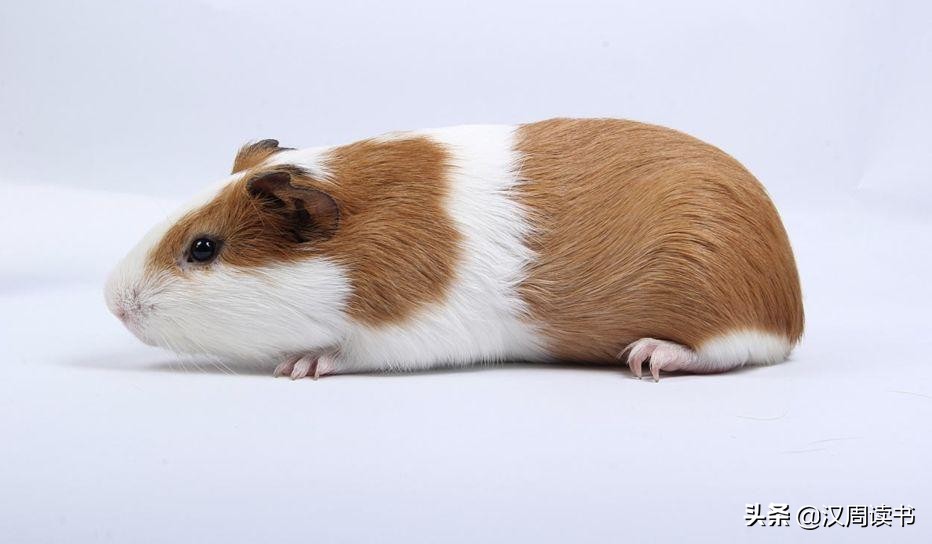 历史冷知识:土耳其Turkey没有火鸡turkey,荷兰也没有荷兰豆……