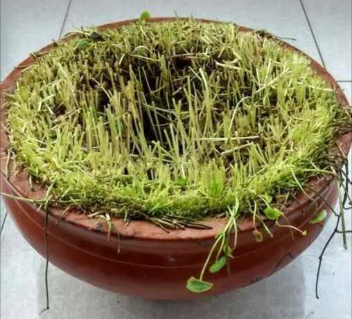 铜钱草叶子发黄滴营养液管用吗,铜钱草叶子上长了绿藻