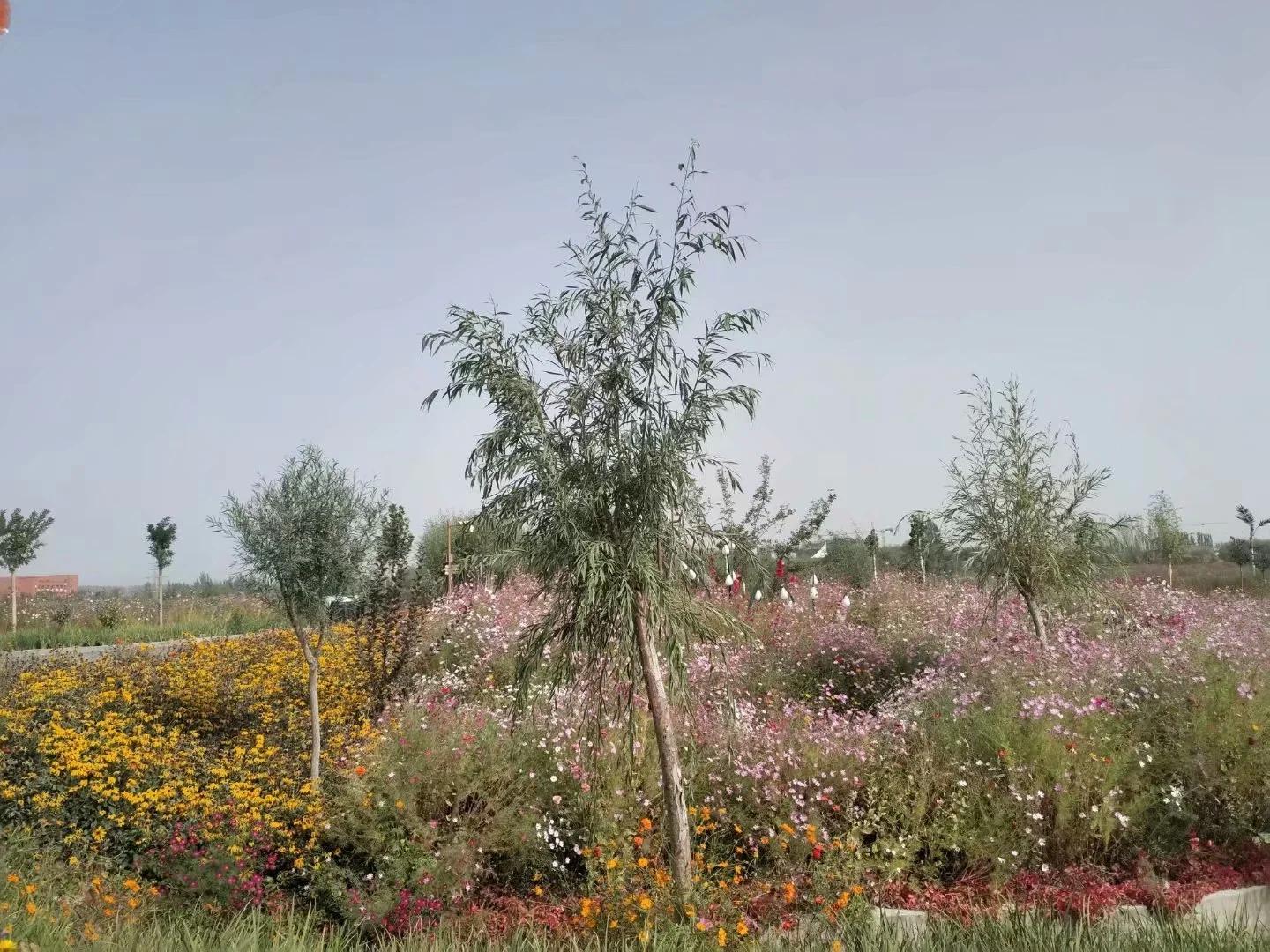 新疆南疆6天旅游攻略完整版,从库车出发新疆旅游攻略