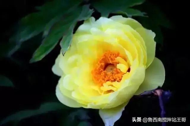 牡丹十大品种九大花系,牡丹进口品种图片及名称