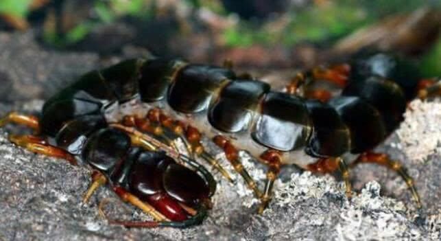 世界上毒性最强的五条蜈蚣,最常见的蜈蚣有几种