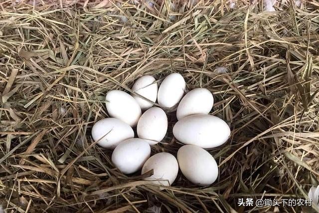 刚孵出来小鹅怎么养详细教程,养鹅孵化场地怎么建设