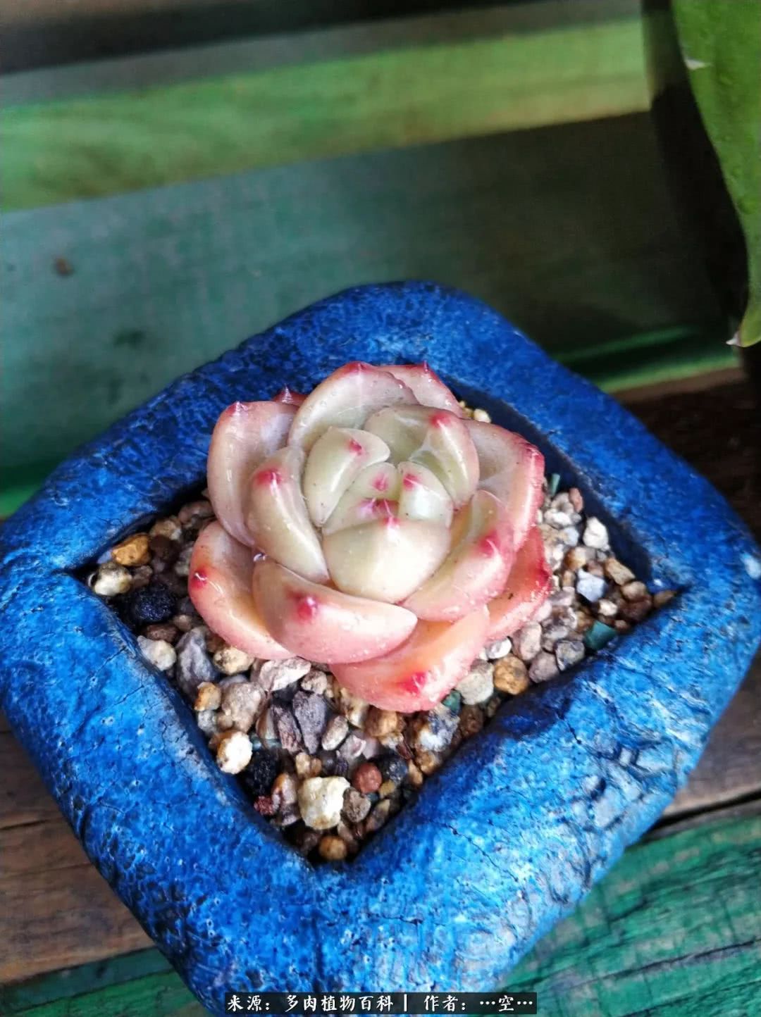 多肉之歌怎么写,多肉之歌