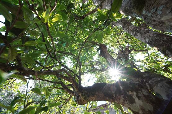 我的“真”你知道丨七彩云南·庆沣祥“全球讲真督茶官”为你鉴真