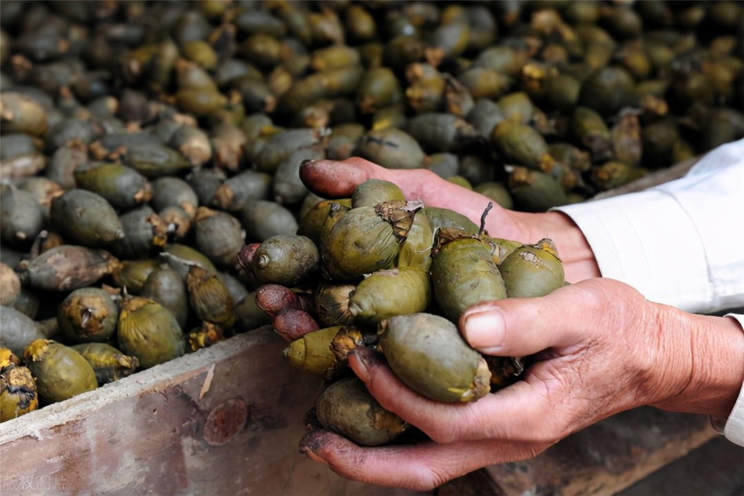 槟榔的危害有多大毁了多少家庭,吃槟榔不舒服为什么还是戒不掉