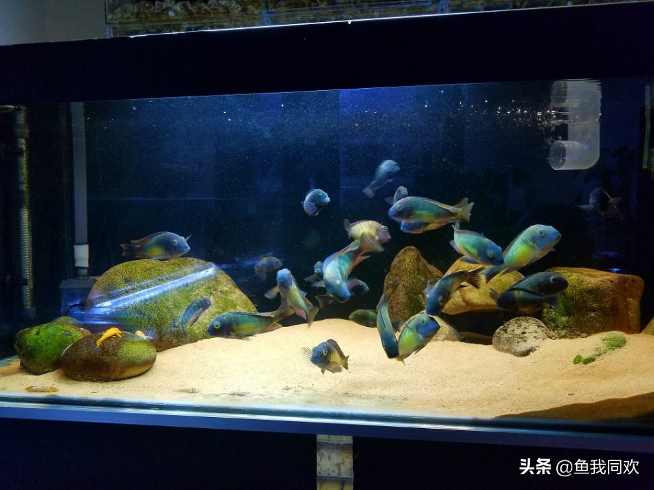 三湖慈鲷误区,三湖慈鲷底砂粪便怎么处理