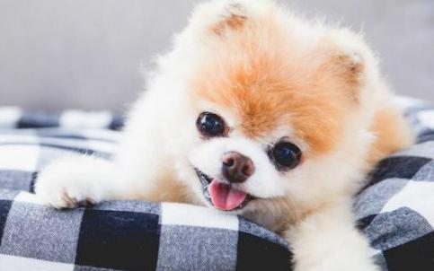 狗狗心理疾病有哪些,狗狗常见的疾病有哪些