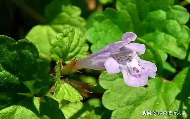 常见小区绿化100种植物图片,常见的水生植物有哪些种