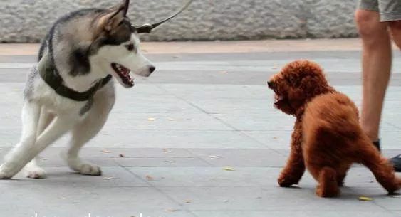 二哈关在笼子里一直叫怎么办,二哈进家里赶不走怎么回事