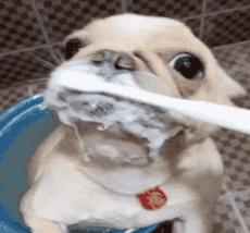 猫狗常用药品大全,猫狗必备药