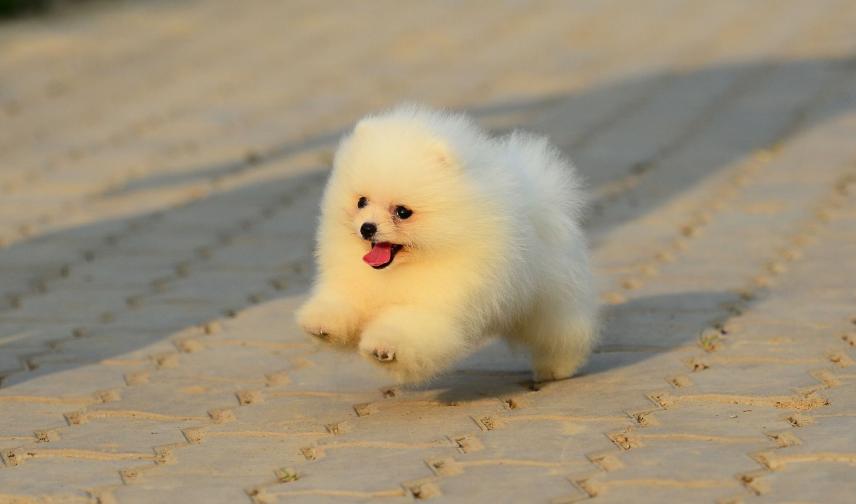 哈士奇在狗界的排名,最有服从性的狗哈士奇排行榜