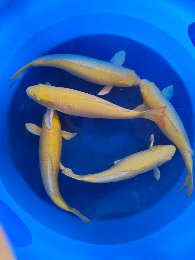 锦鲤起源与市场,锦鲤的发展趋势