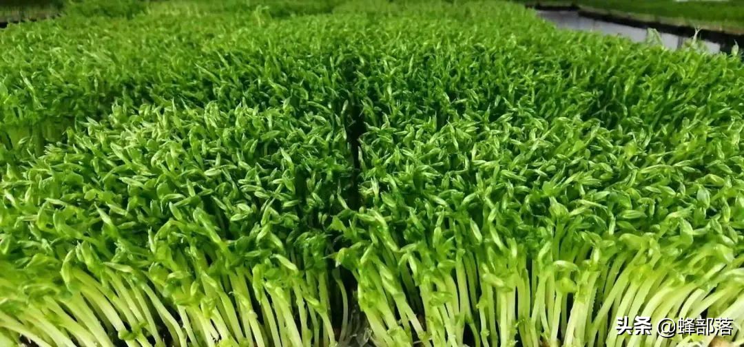 苗芽菜什么菜,徐州芽苗菜