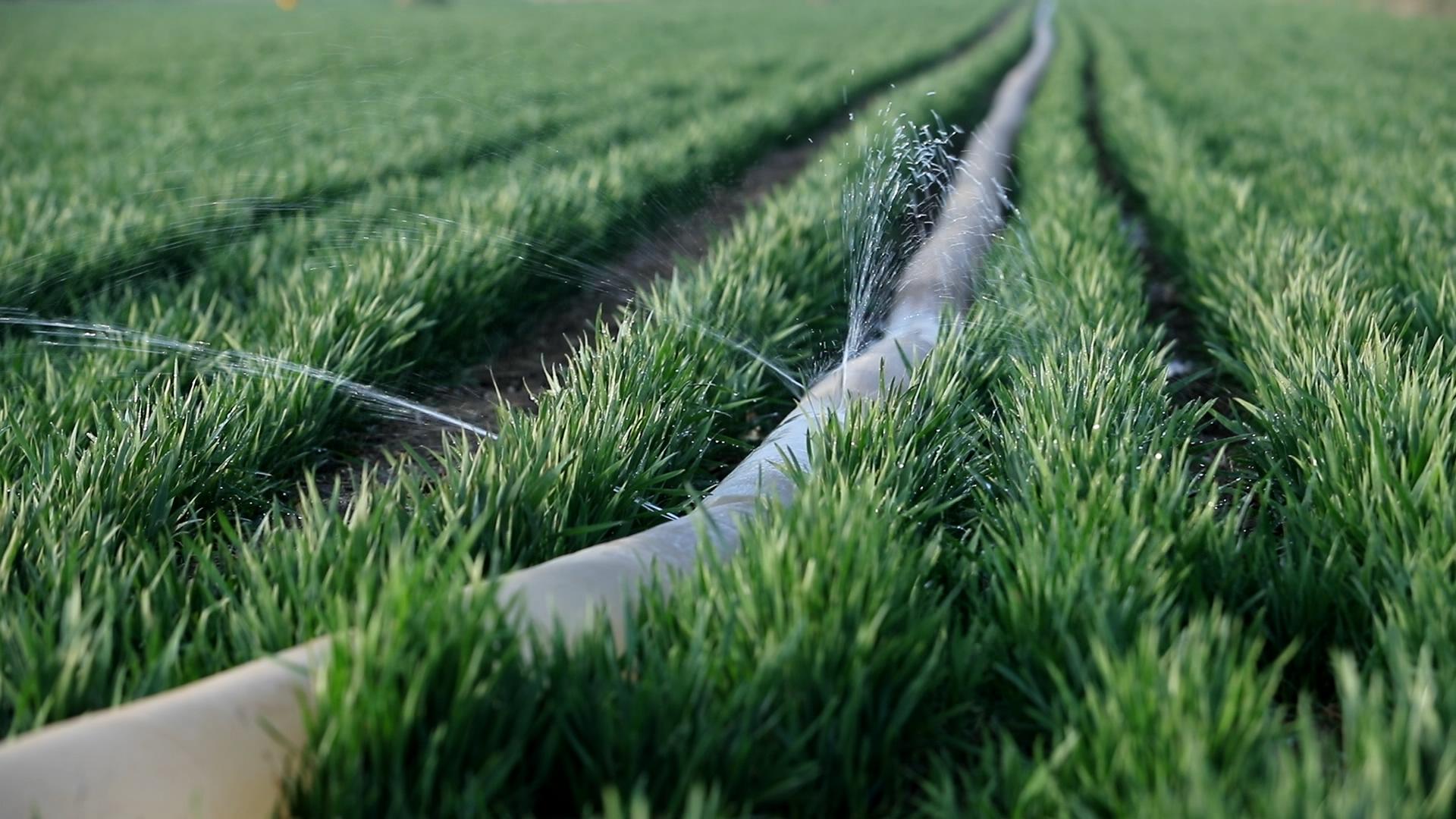 小麦种稀了年前怎样管理,今年种小麦的最佳时期