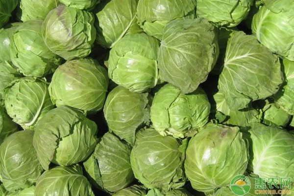 冬天包菜可以放纸箱子贮藏吗,包菜种植时间