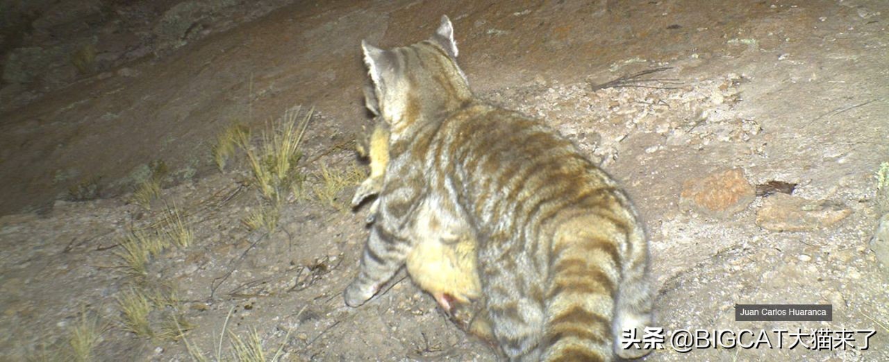 这种动物叫猫非猫，却是猫科动物喜爱的猎物，因人类捕杀濒临灭绝