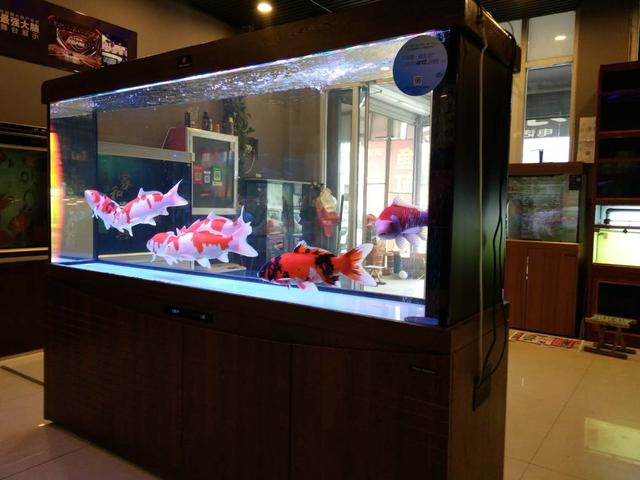 锦鲤鱼饲养不用过滤器可以吗,室内养锦鲤鱼要不要加盐