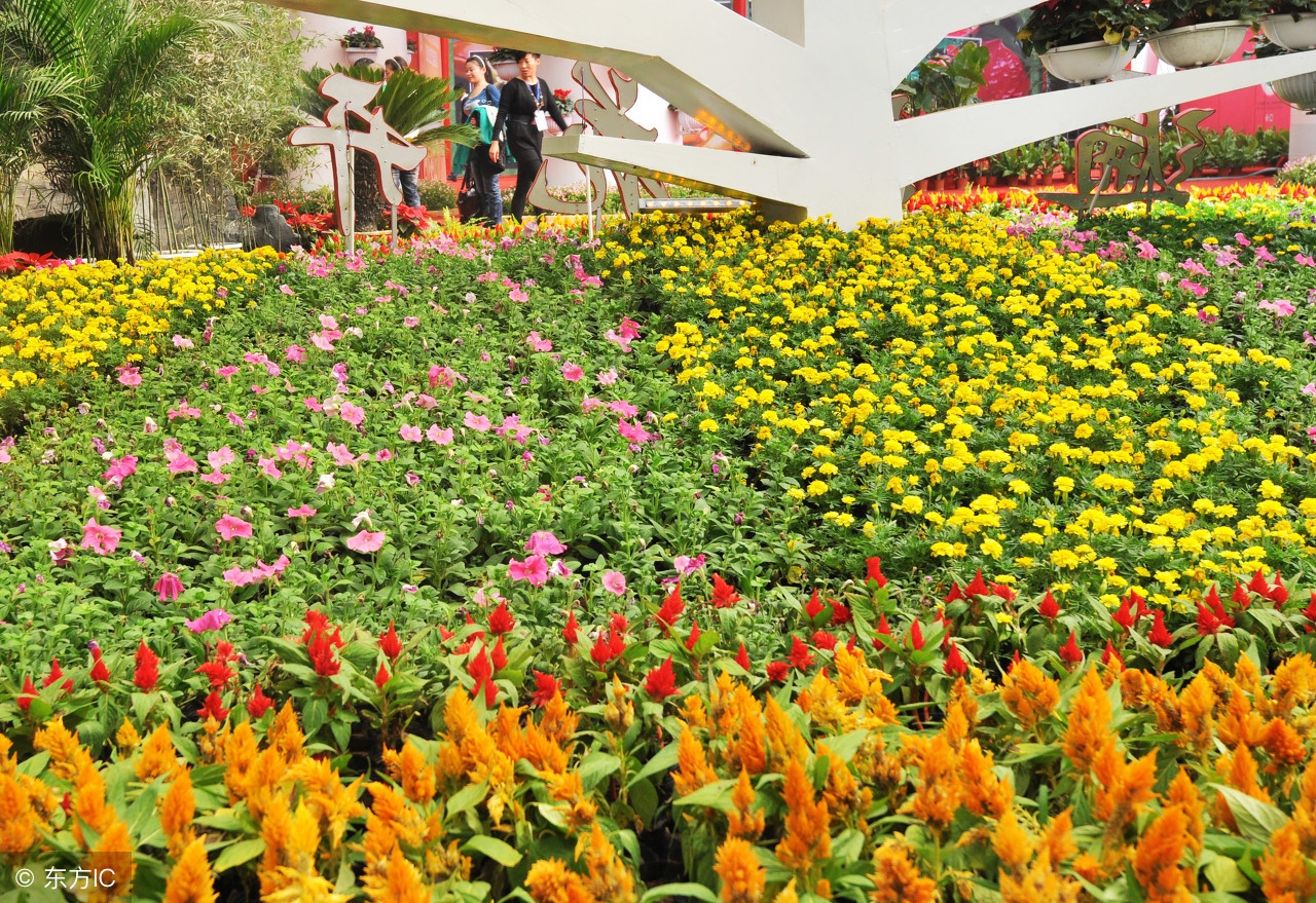 农民返乡创业方法和步骤,现在回乡创业有什么好政策