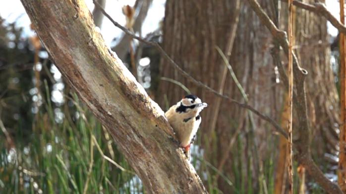 慢享自然，快意拍摄索尼黑卡RX10M4升级体验