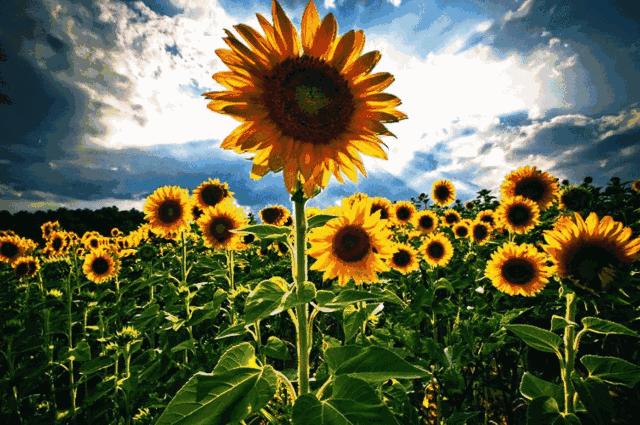 保持善良上天自会庇佑,保持厚道善良