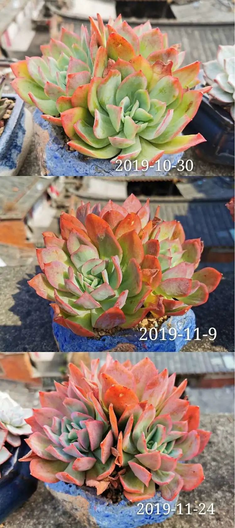 我和多肉,我与多肉