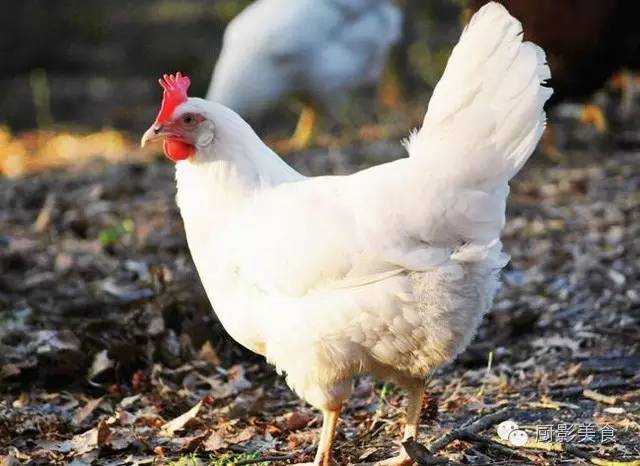即便你经常吃，但是关于鸡你真的知道很多吗？