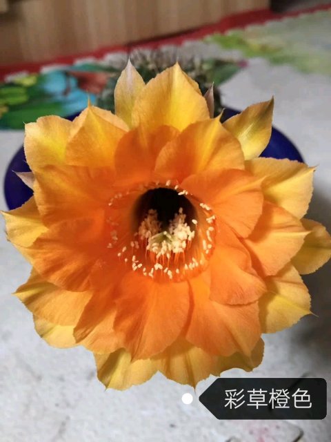 148个仙人球品种大全,100个仙人球品种