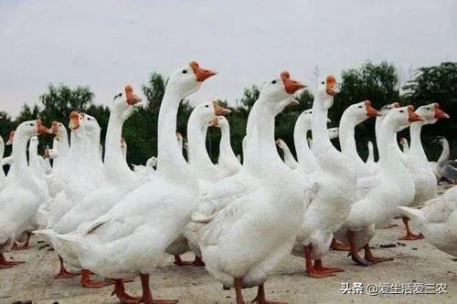 没有本钱搞哪些养殖业最好了,目前农村搞什么养殖业最好赚钱