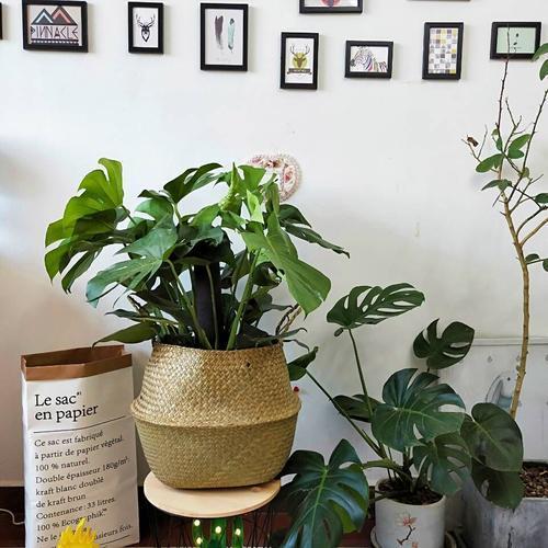 龟背竹黄叶子怎么办视频,龟背竹发黄怎么补救