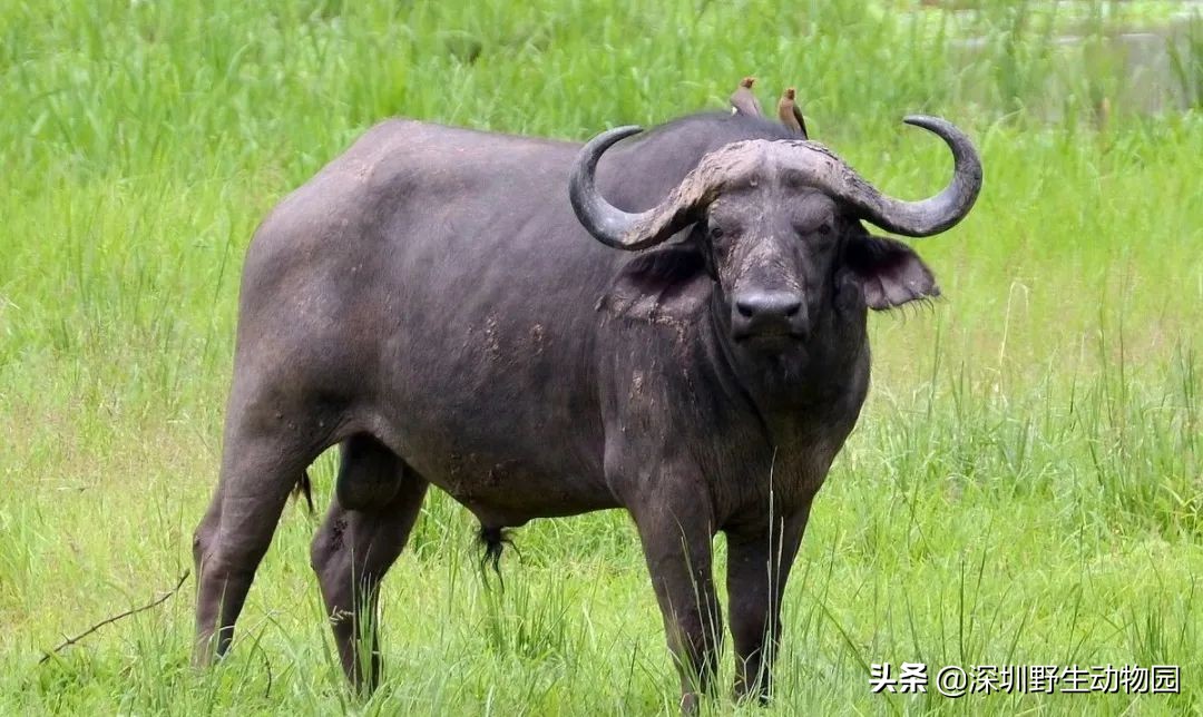 十种最强的牛科动物,牛科动物都有哪些