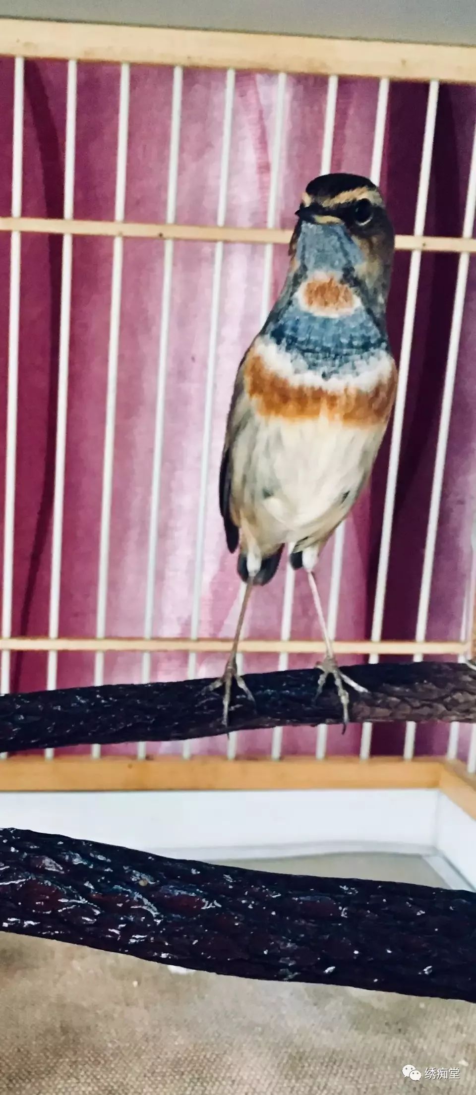 养靛颏用方笼好还是圆笼好,红点颏晚上闹笼