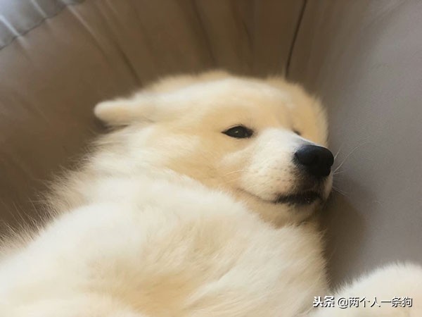 萨摩耶被嫌弃,萨摩耶为什么被嫌弃